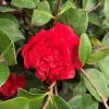 Garden Goods Direct Professor Sargent Camellia