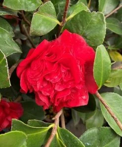Garden Goods Direct Professor Sargent Camellia