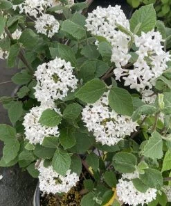 Garden Goods Direct Korean Spice Viburnum