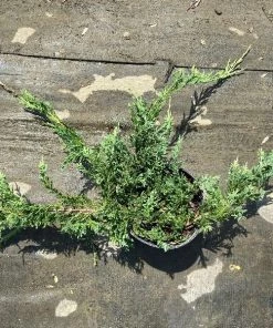 Garden Goods Direct Shrubs Blue Rug Juniper