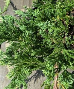 Garden Goods Direct Shrubs Blue Rug Juniper