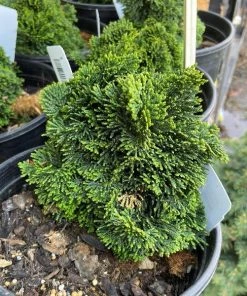 Garden Goods Direct Trees Hage Hinoki Cypress