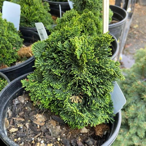 Garden Goods Direct Trees Hage Hinoki Cypress 2 Garden Goods Direct Trees Hage Hinoki Cypress