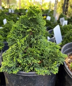 Garden Goods Direct Trees Hage Hinoki Cypress