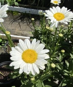 Garden Goods Direct Becky Shasta Daisy Perennials