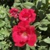 Garden Goods Direct Red Knock Out® Rose