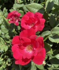 Garden Goods Direct Red Knock Out® Rose