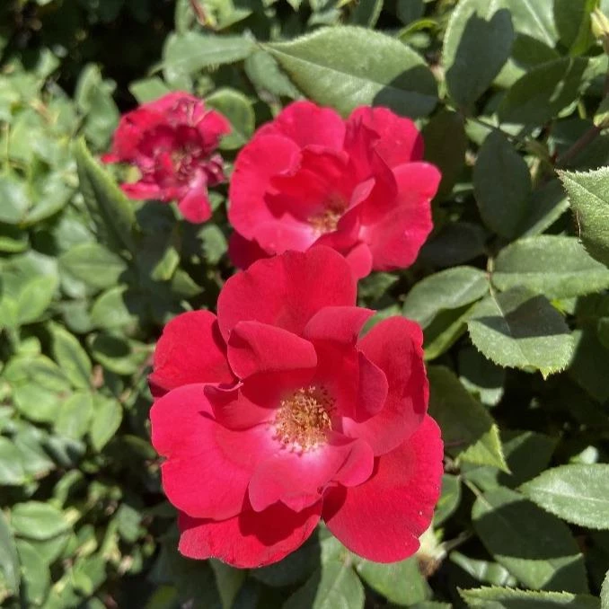 Garden Goods Direct Red Knock Out® Rose 1 Garden Goods Direct Red Knock Out® Rose