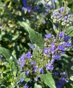 Garden Goods Direct Proven Winners® Color Choice® Beyond Midnight® Caryopteris Shrubs