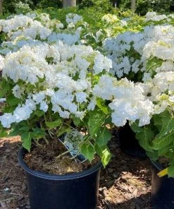 Garden Goods Direct Wedding Gown Hydrangea Shrubs