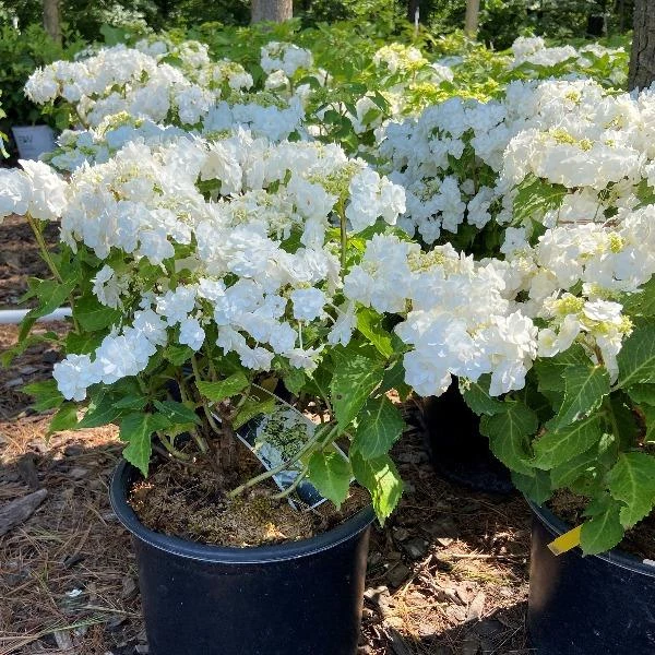 Garden Goods Direct Wedding Gown Hydrangea Shrubs 2 Garden Goods Direct Wedding Gown Hydrangea Shrubs