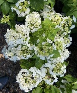 Garden Goods Direct Wedding Gown Hydrangea Shrubs 7 Garden Goods Direct Wedding Gown Hydrangea Shrubs