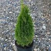 Garden Goods Direct Trees Emerald Petite Arborvitae