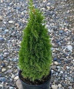Garden Goods Direct Trees Emerald Petite Arborvitae