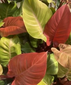 Garden Goods Direct House Plants Philodendron McColley's Finale