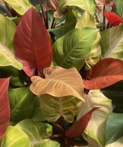 Garden Goods Direct House Plants Philodendron McColley's Finale