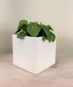 Garden Goods Direct Square Ceramic Plant Pot