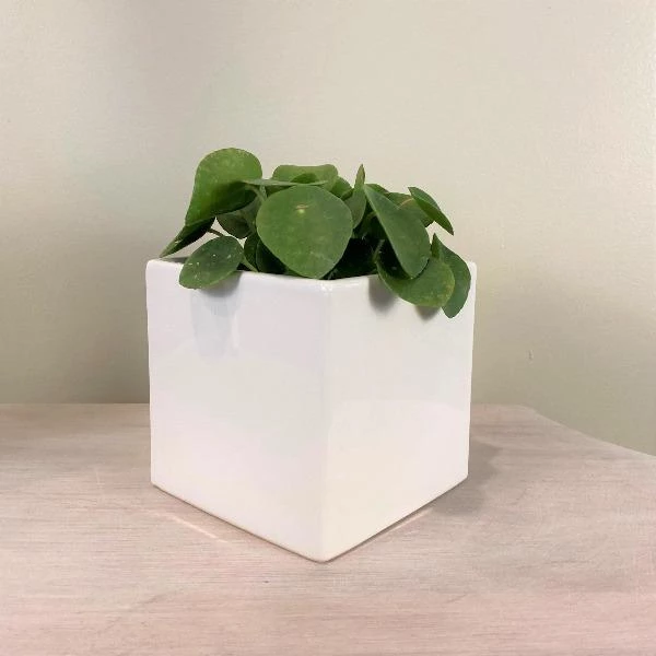 Garden Goods Direct Square Ceramic Plant Pot 1 Garden Goods Direct Square Ceramic Plant Pot