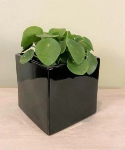 Garden Goods Direct Square Ceramic Plant Pot 6 Garden Goods Direct Square Ceramic Plant Pot