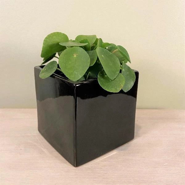 Garden Goods Direct Square Ceramic Plant Pot 3 Garden Goods Direct Square Ceramic Plant Pot