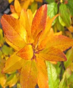 Garden Goods Direct Southern Gentleman Winterberry Shrubs