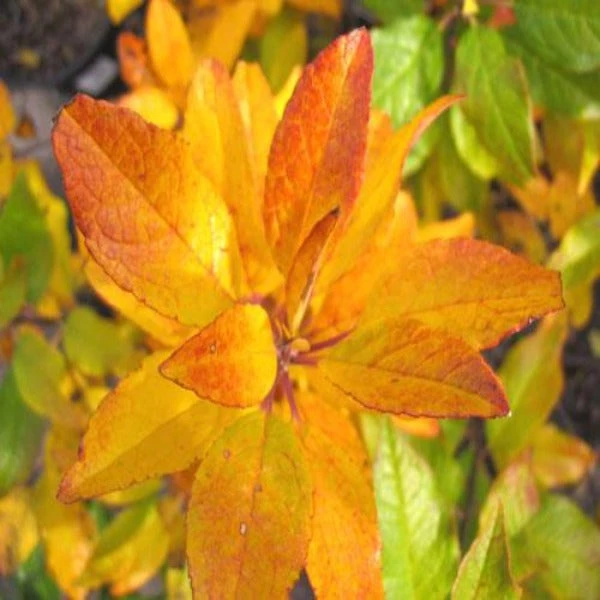 Garden Goods Direct Southern Gentleman Winterberry Shrubs 2 Garden Goods Direct Southern Gentleman Winterberry Shrubs