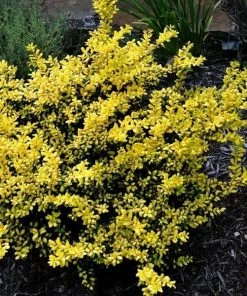 Garden Goods Direct Drops Of Gold Holly