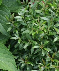 Garden Goods Direct Shamrock Inkberry Holly Shrubs