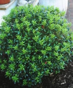 Garden Goods Direct Shamrock Inkberry Holly Shrubs
