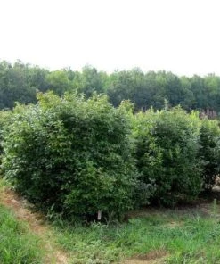 Garden Goods Direct Southern Gentleman Winterberry Shrubs 5 Garden Goods Direct Southern Gentleman Winterberry Shrubs