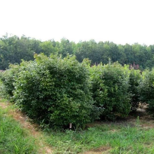 Garden Goods Direct Southern Gentleman Winterberry Shrubs 3 Garden Goods Direct Southern Gentleman Winterberry Shrubs