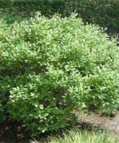 Garden Goods Direct Jim Dandy Winterberry Holly Shrubs