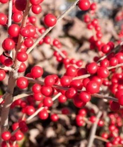 Garden Goods Direct Shrubs Red Sprite Winterberry Holly