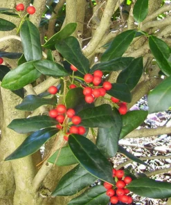 Garden Goods Direct Dwarf Burford Holly