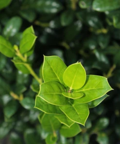 Garden Goods Direct Dwarf Burford Holly