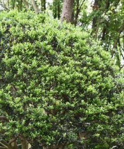 Garden Goods Direct Compact Japanese Holly