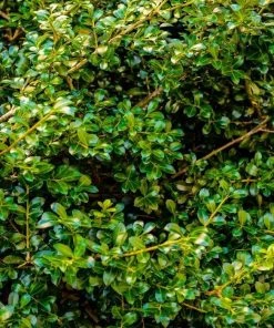 Garden Goods Direct Compact Japanese Holly 6 Garden Goods Direct Compact Japanese Holly