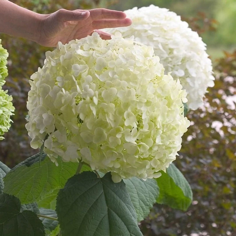 Garden Goods Direct Proven Winners® Color Choice® Incrediball® Hydrangea 1 Garden Goods Direct Proven Winners® Color Choice® Incrediball® Hydrangea