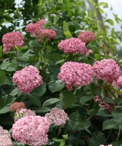Garden Goods Direct Proven Winners® Color Choice® Invincibelle® Spirit II Hydrangea