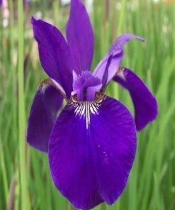 Garden Goods Direct Iris Caesar's Brother