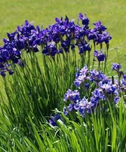 Garden Goods Direct Iris Caesar's Brother