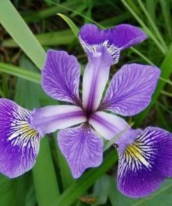 Garden Goods Direct Blue Flag Iris Perennials