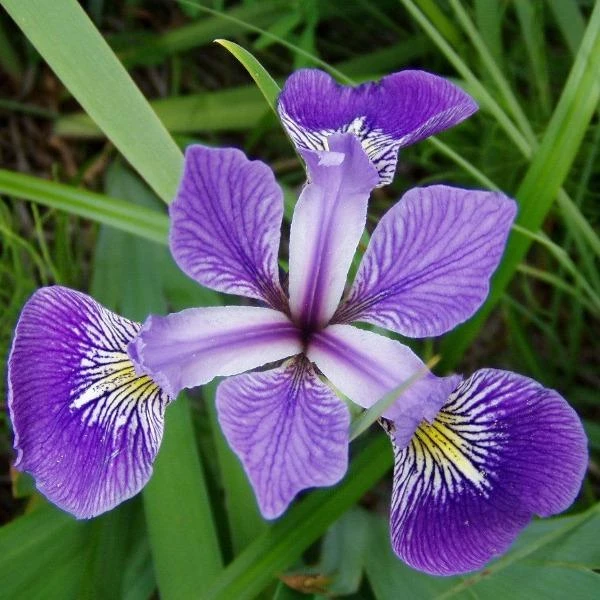 Garden Goods Direct Blue Flag Iris Perennials 2 Garden Goods Direct Blue Flag Iris Perennials