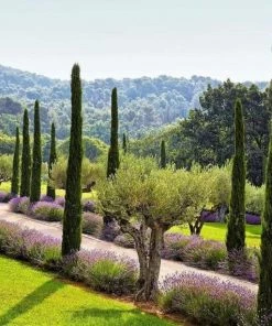 Garden Goods Direct Trees Italian Cypress 6 Garden Goods Direct Trees Italian Cypress