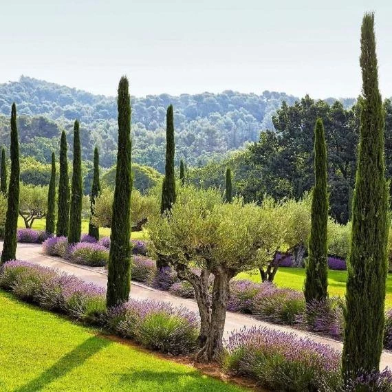 Garden Goods Direct Trees Italian Cypress 3 Garden Goods Direct Trees Italian Cypress