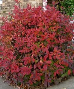 Garden Goods Direct Itea Henry's Garnet