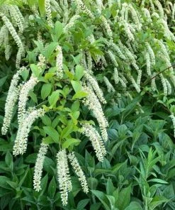 Garden Goods Direct Itea Henry's Garnet