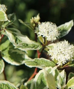 Garden Goods Direct Ivory Halo Dogwood