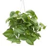 Garden Goods Direct Jade Pothos