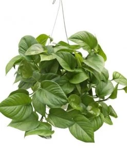 Garden Goods Direct Jade Pothos